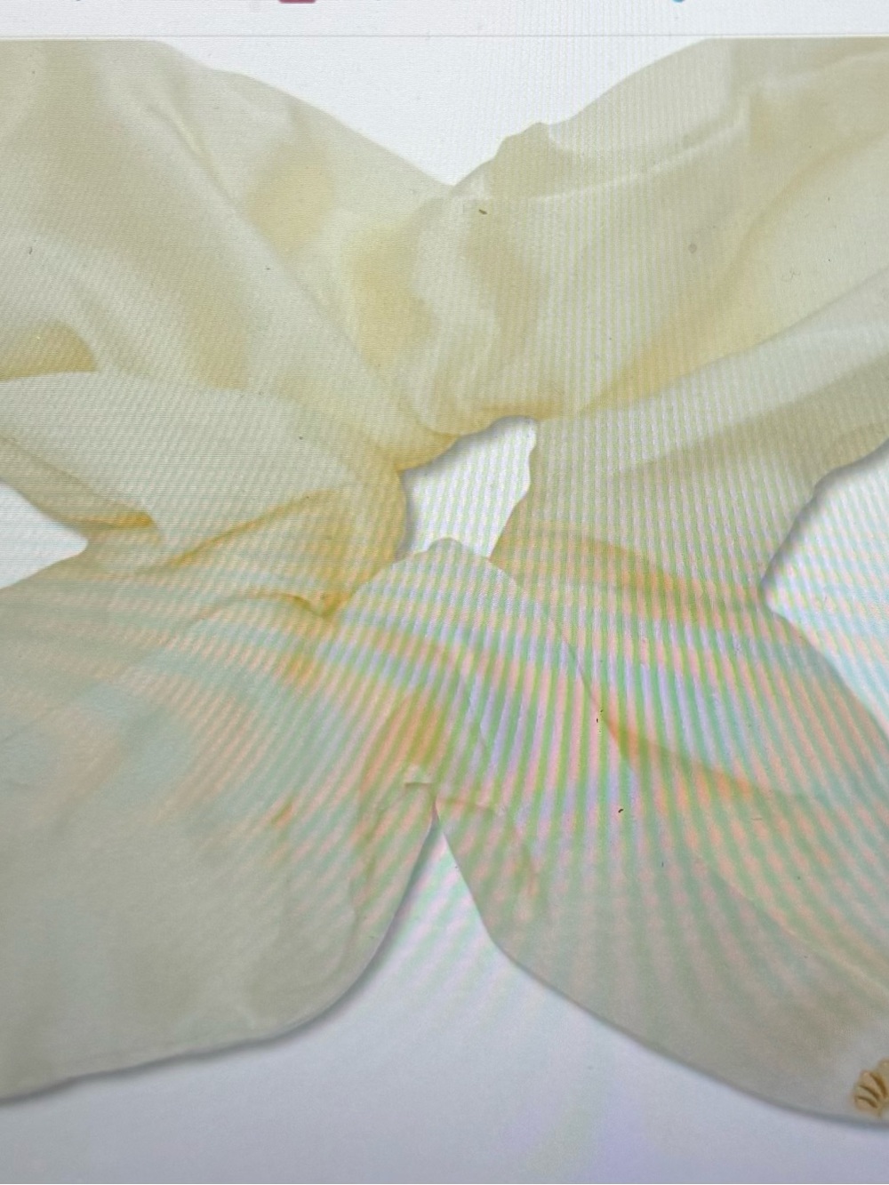 Lele Sadoughi Light Cream satin scrunchie Soft Sheer Fabric, NWT